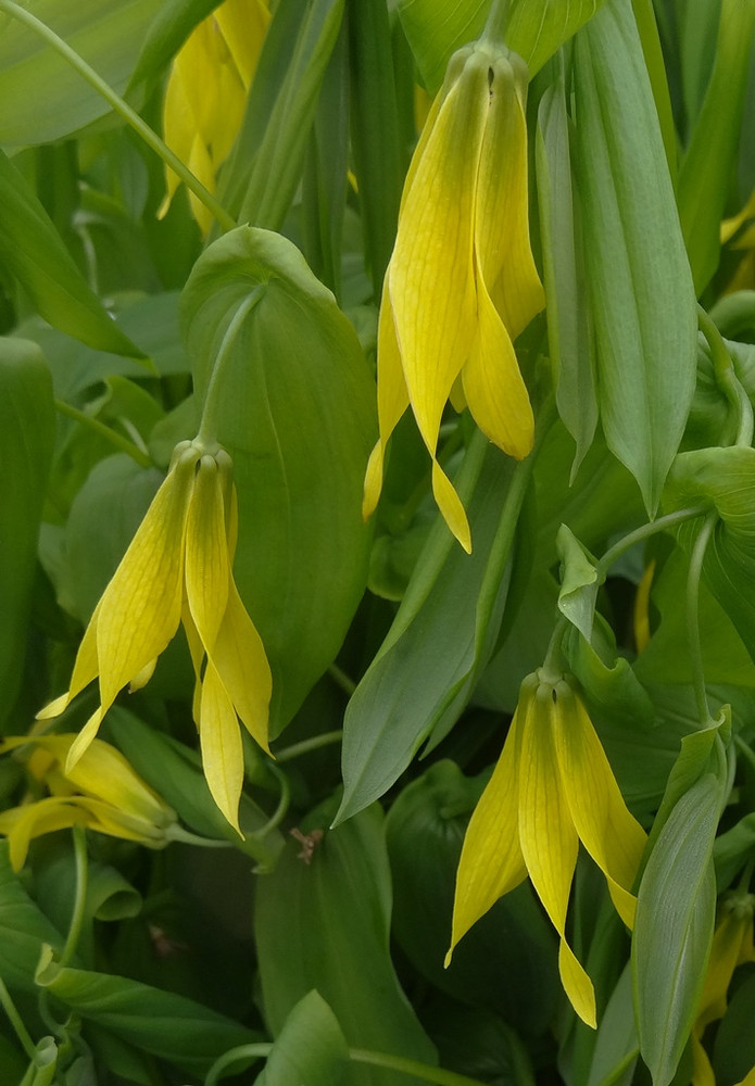 Merry Bells For Sale Buy Merry Bells Online Uvularia