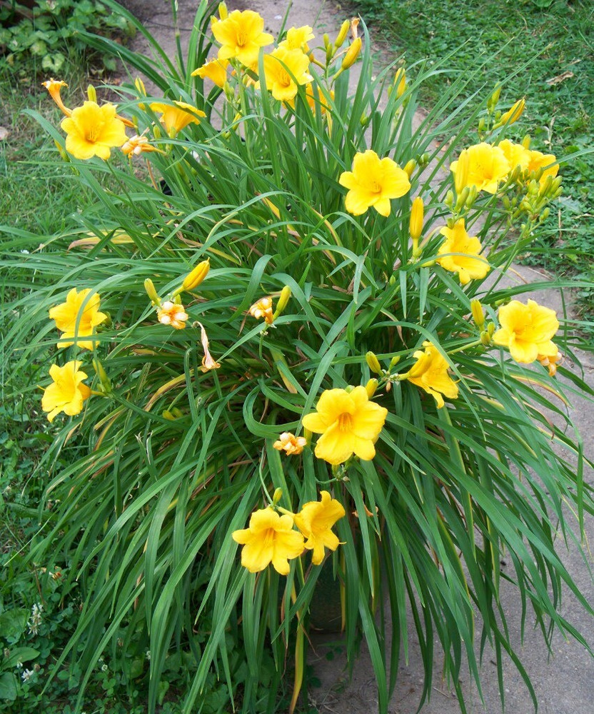 Yellow Daylily For Sale Buy Hemerocallis Online   Yeel  75315.1502835066.1000.1000 