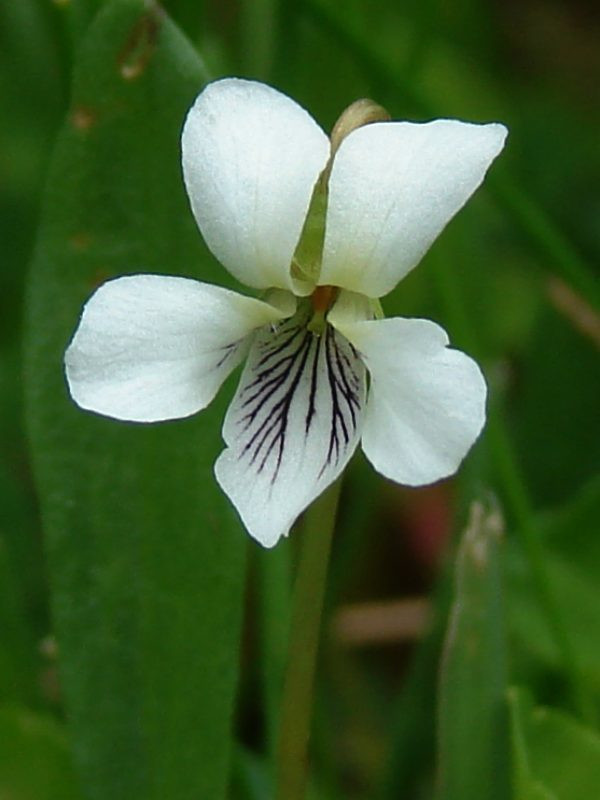 White Violets For Sale Flowers | Buy White Violets