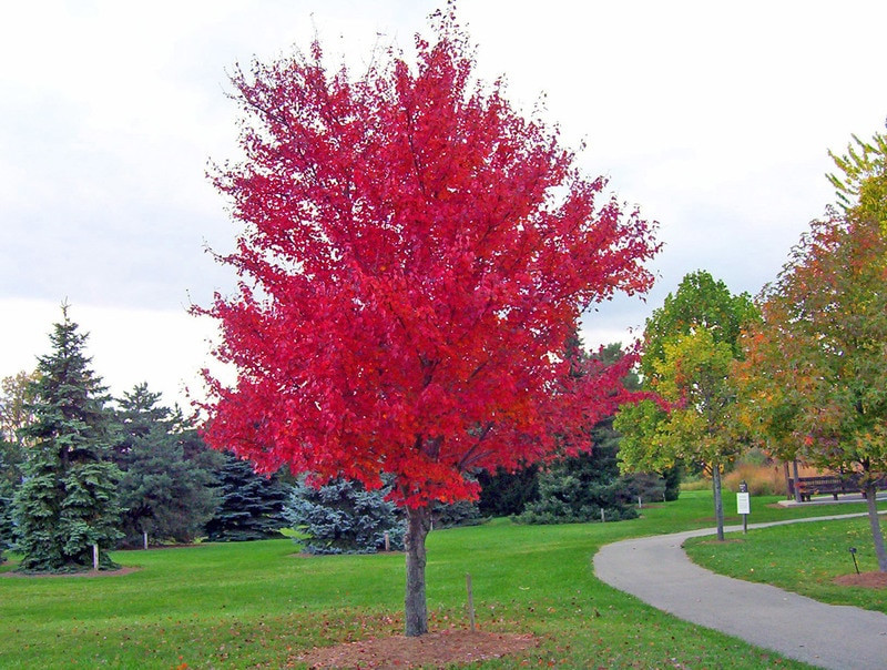 Buy Red Maple Trees Online Red Maple Trees For Sale