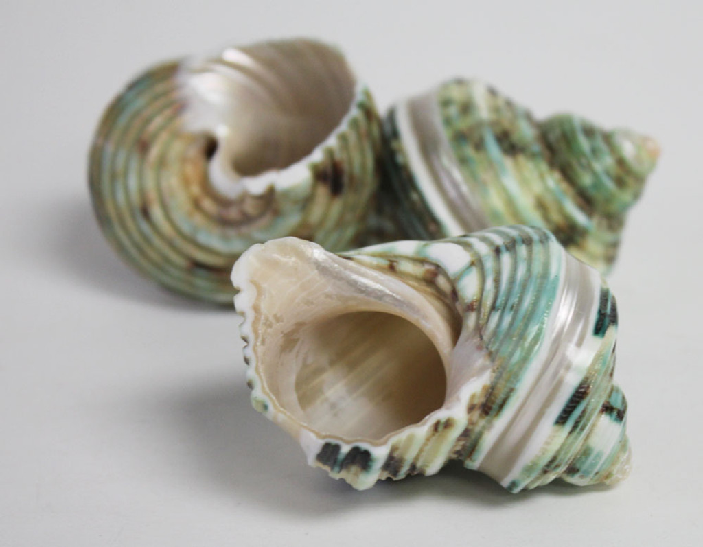 Green Turbo Banded Seashells Craft Shells California Seashell Company