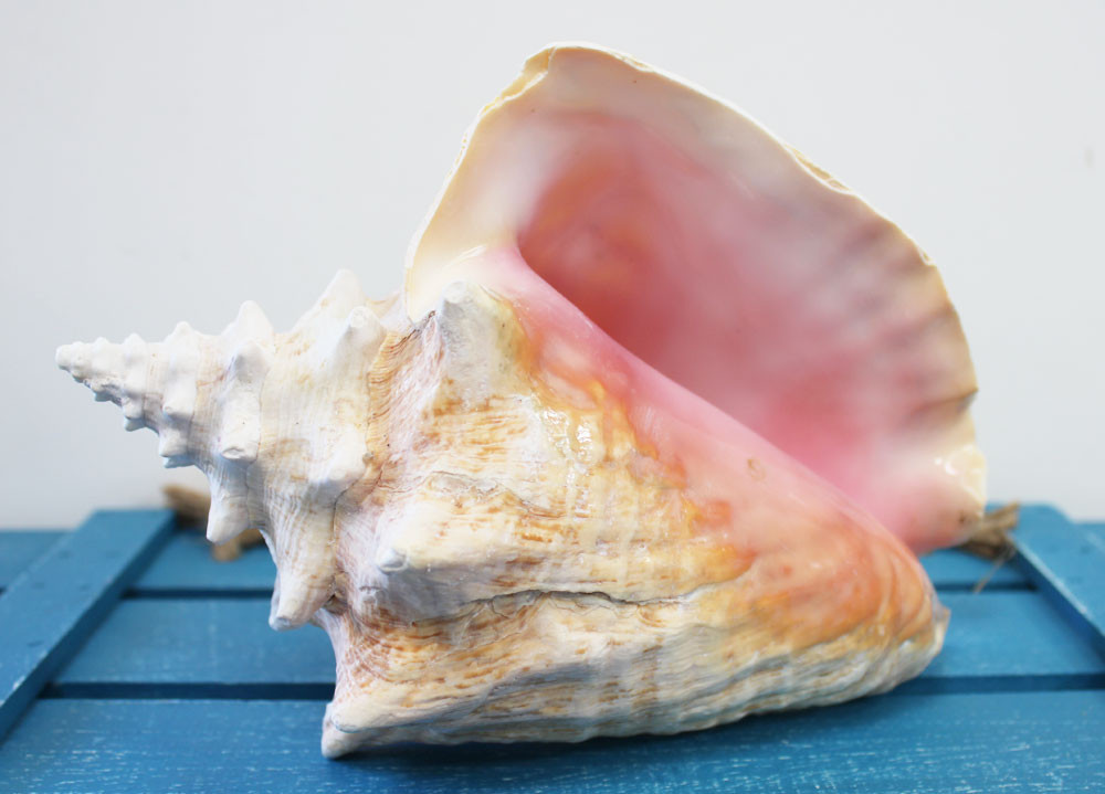 Pink Conch Slit-Back Shell- Queen Conch - California Seashell Company