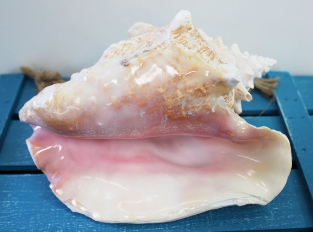 Pink Conch 2  37533.1375986289 ?c=2