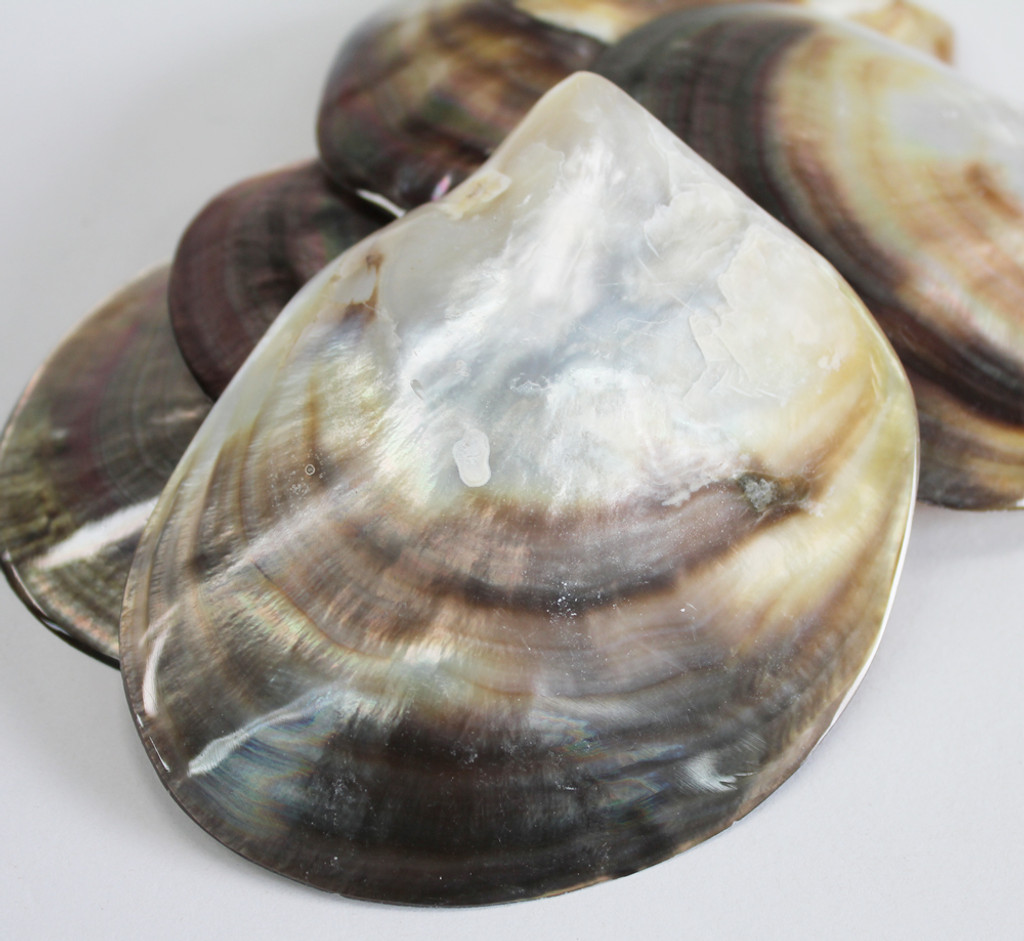 Black Lip Mother of Pearl Shells - Shell Crafts
