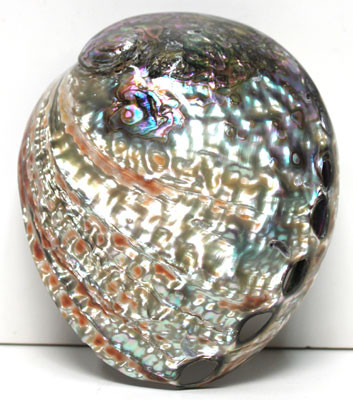 Polished Pink Abalone Seashells Corrugated Abalone Shell