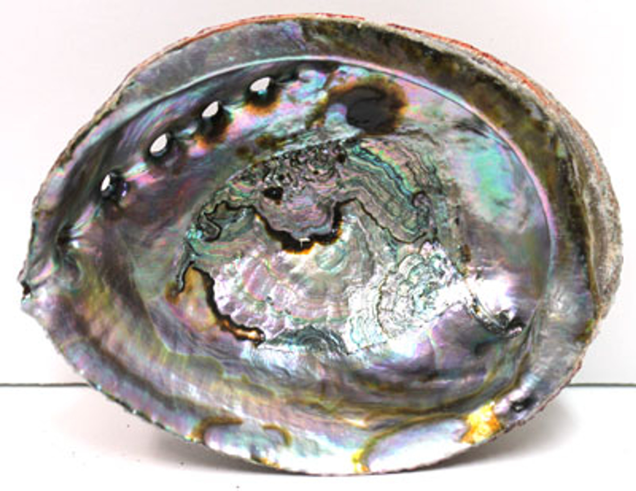 Blue & Green Abalone Seashells - Ear Shells - California Seashell Company