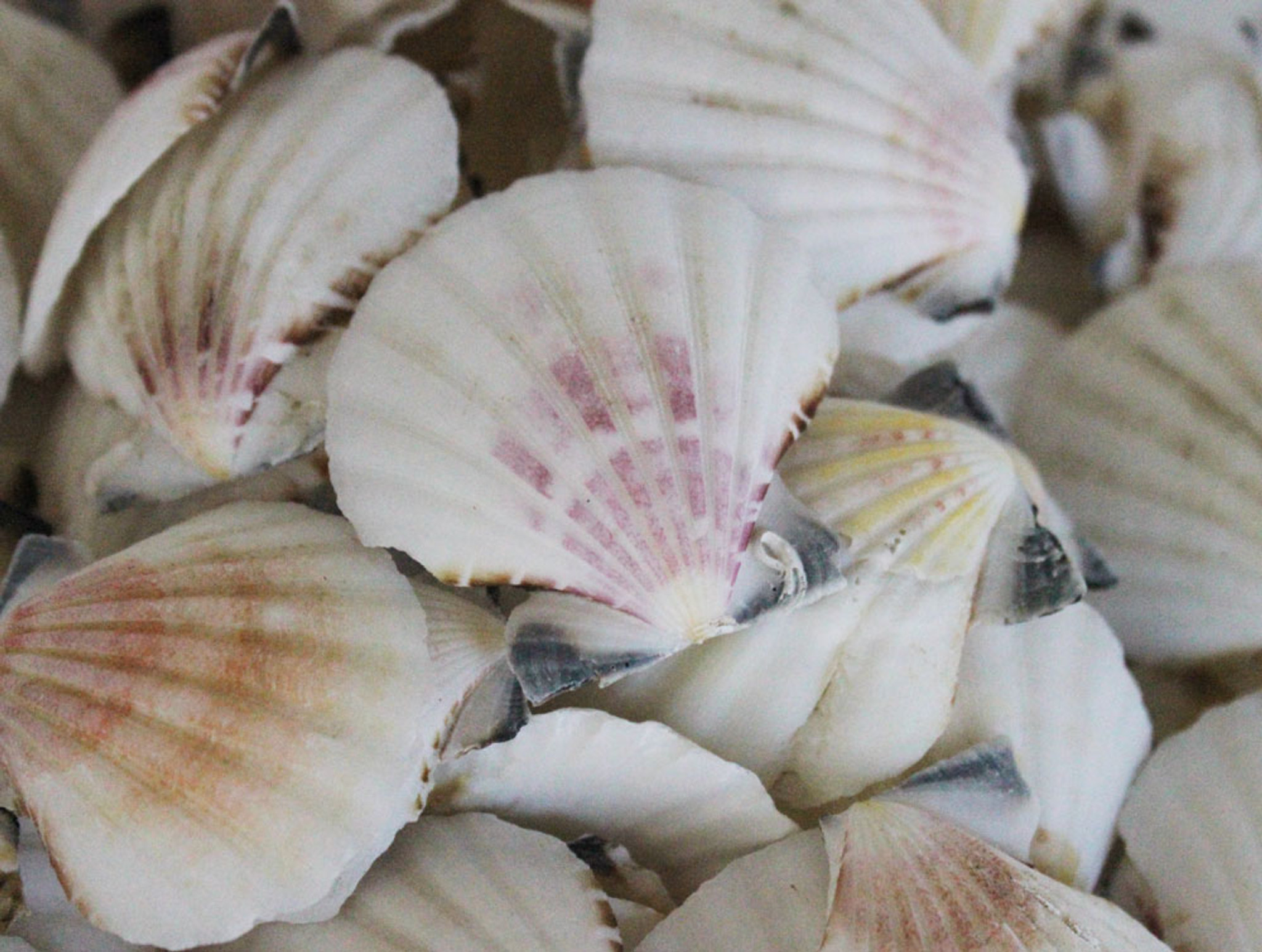 Colorful Pectin Seashells - Craft Shells - Scallop Seashells - Bulk