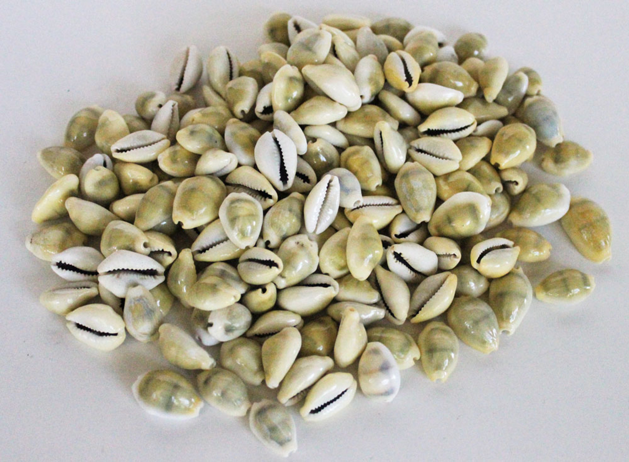 Money Cowrie Seashells or Cypraea Seashell Bulk Craft Shells