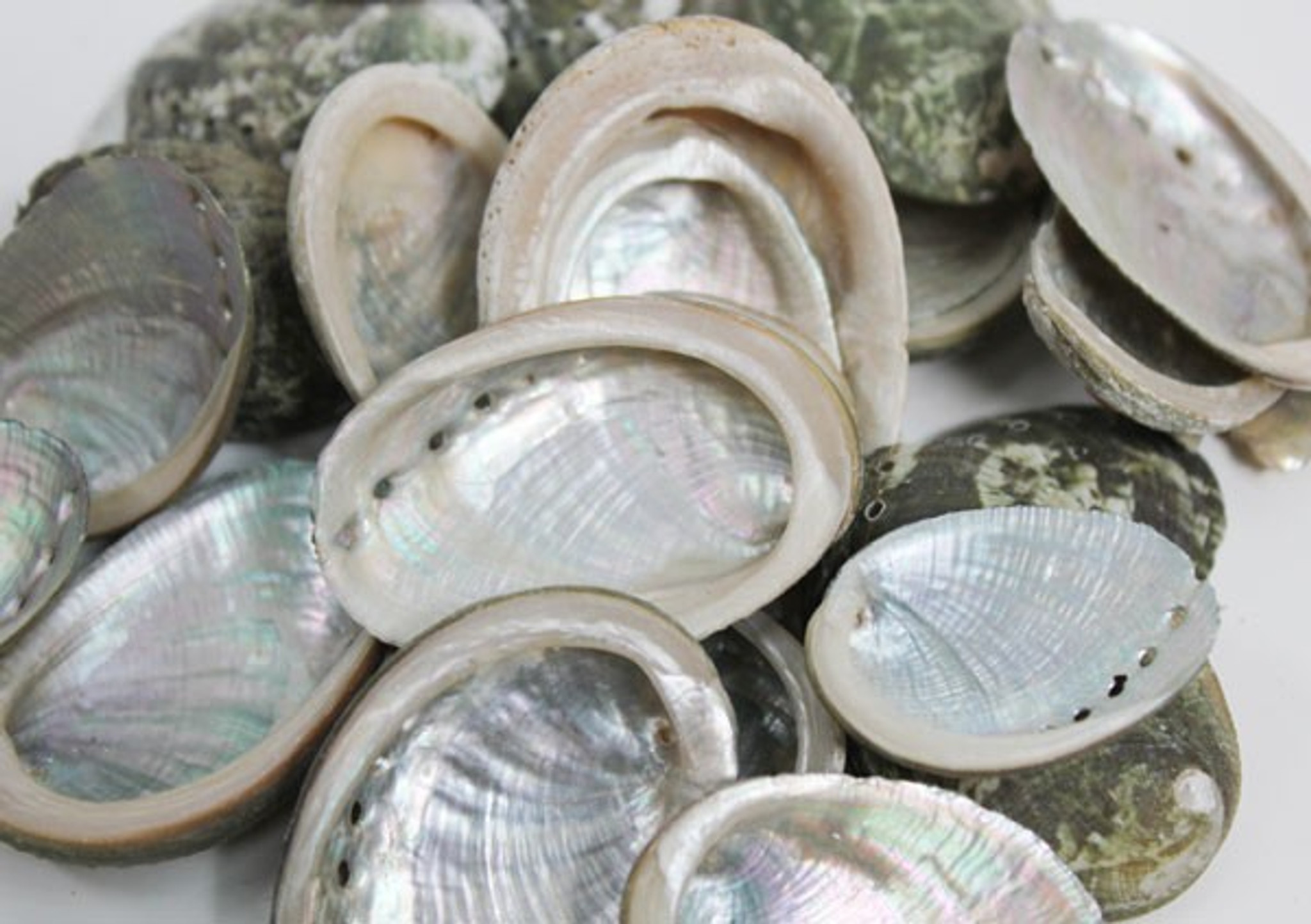 Small Baby Abalone Seashells DIY Craft Shells Bulk Seashells