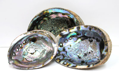 Blue/Green Abalone Shell