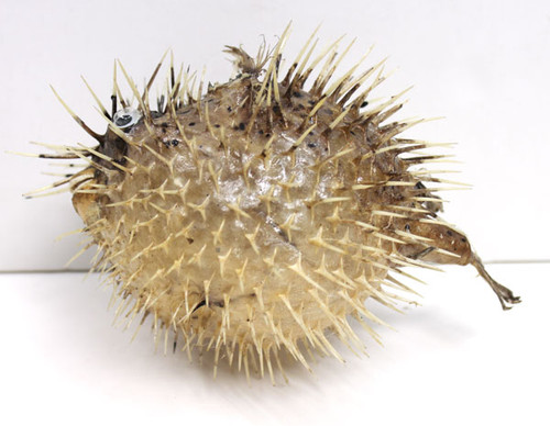 Porcupine Blowfish