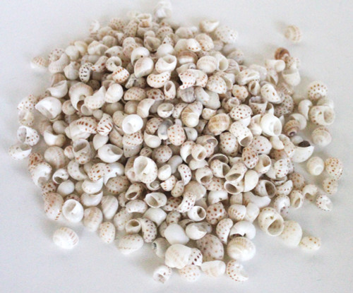 Natica Onca Spotted Moon Seashells - 1 Pound