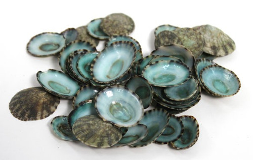 Green Limpet Seashells - 100 Pieces