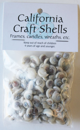 Pearl Umbonium Button Top Seashells