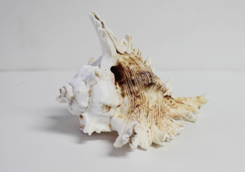 3-4" Ramose Murex Seashells
