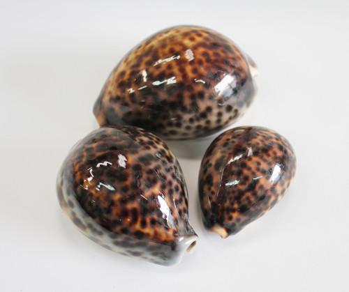 Tiger Cowrie Seashell 2.5-3" - SALE 100 Pieces
