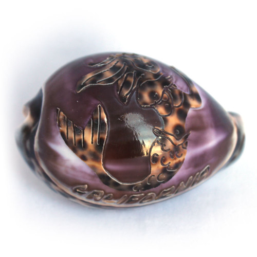 California Mermaid Carved Cowrie