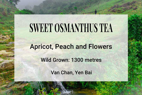 Sweet Osmanthus Tea