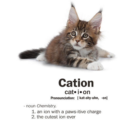 cation-cat-ion.jpg