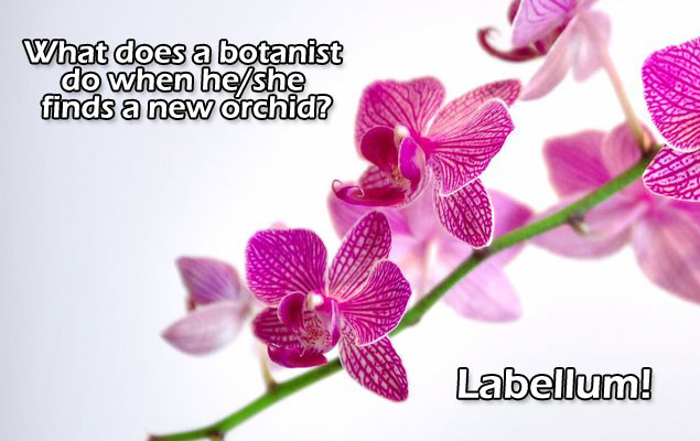 facebook-timeline-sj-orchid.jpg