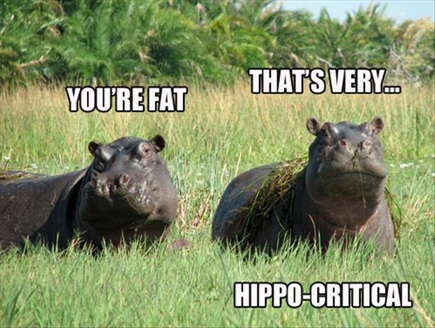 funny-lol-hippos-critical-fat-puns-punny-humor-photo-pic.jpg