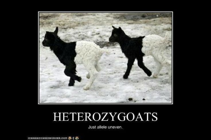 heterozygoats