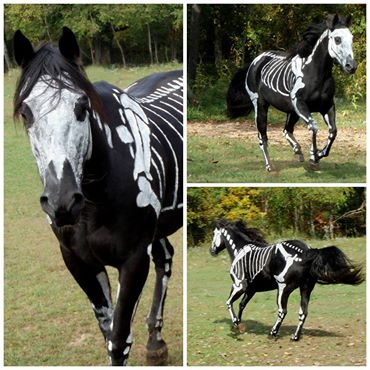 horse-skeleton.jpg