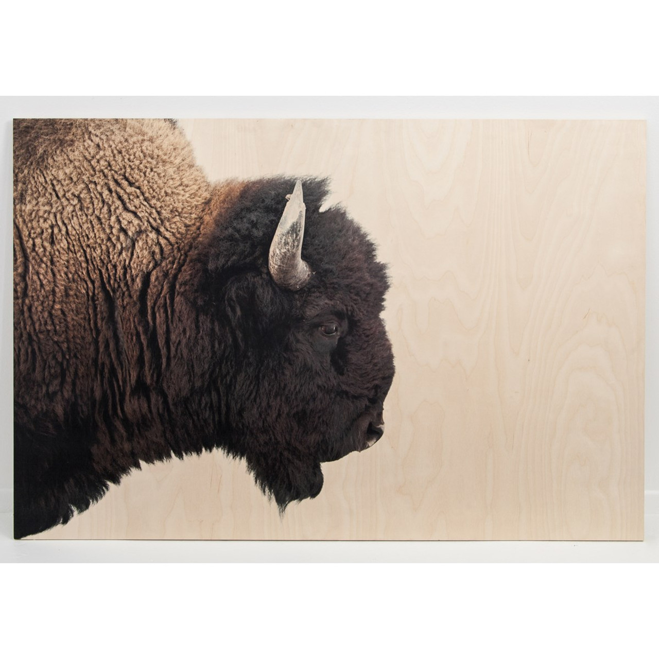 Download American Bison Large Wall Art | Zin Home