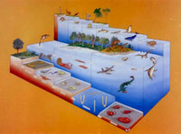 Fossils I Fossils I
