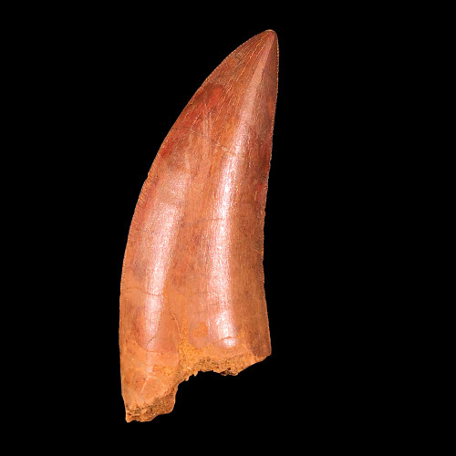 Carcharodontosaurus tooth from Morocco Carcharodontosaurus tooth from Morocco