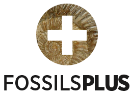 FossilsPlus.com - Quality Fossils for Collectors