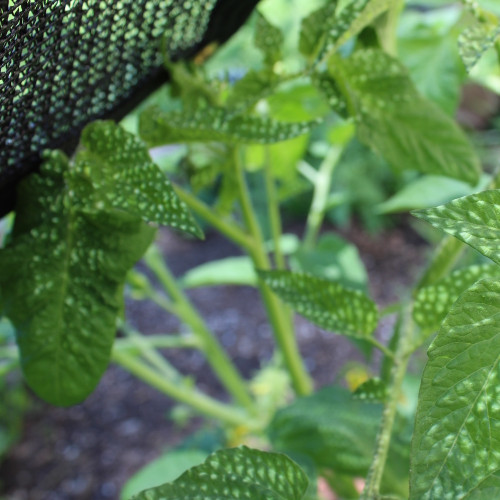 80% Black Bulk Shade Cloth