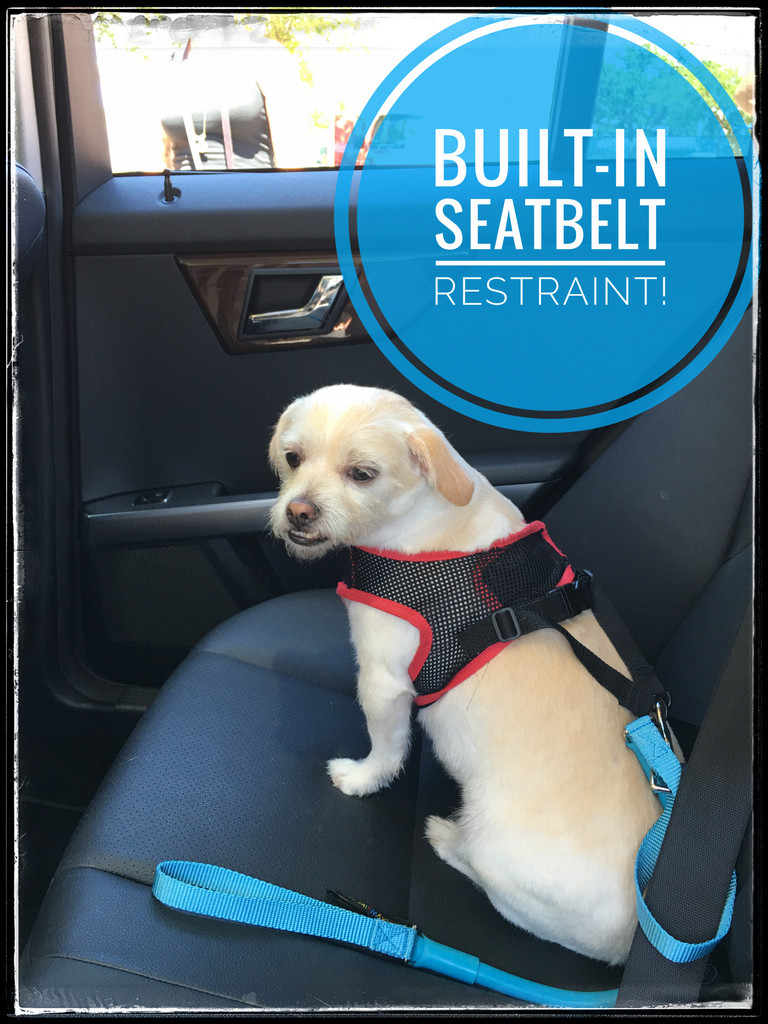 SEAT BELT RESTRAINT FOR DOGS - All WACKYwalk'r Products Include One!
