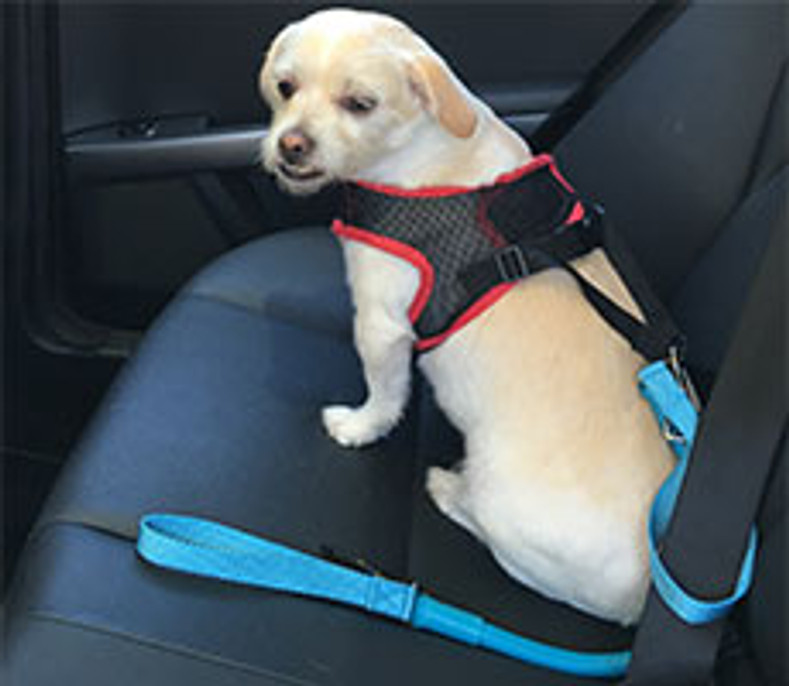 Need a Seatbelt Restraint? WACKYwalk'r and URBANwalk'r can be used as a Seatbelt Restraint for your dog.