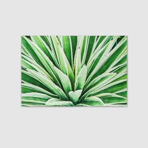 Canvas Print: Green Cactus