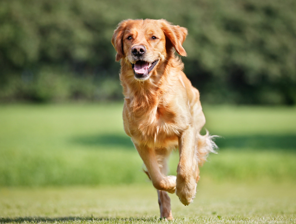 Healthy Dog Conference - May 18-22, 2018