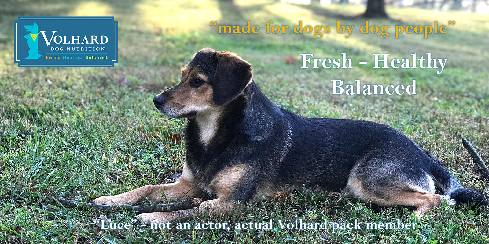 Healthy Food for Dogs Canine Raw Diet Volhard Dog Nutrition