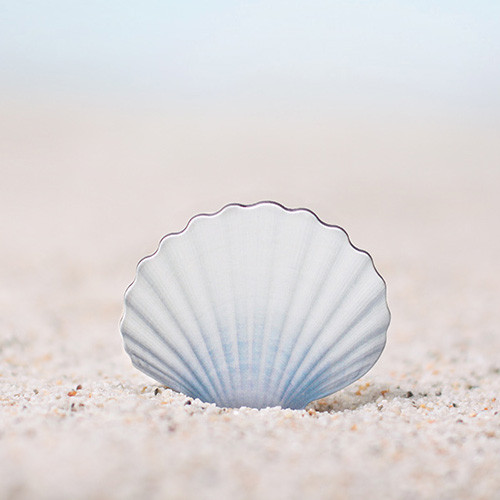 Appree Scallop magnet set Appree Scallop magnet set