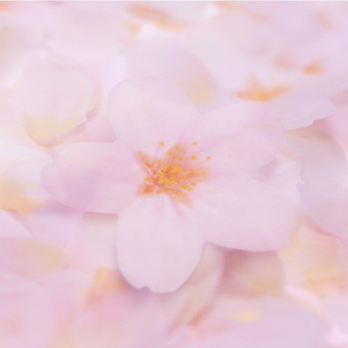 Cherry blossom transparent sticky memo notes Small Cherry blossom transparent sticky memo notes Small