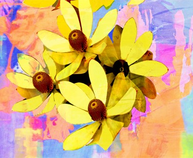 Bright colours of Australian flora, Yellow Protea Horizontal by Jan Neil, modern art, Print Decor Melbourne