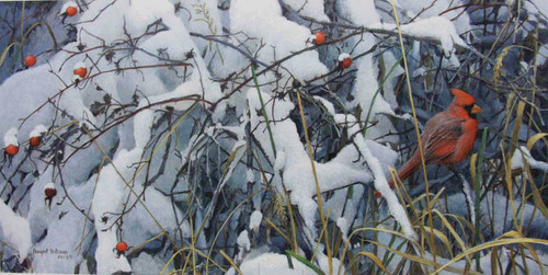 Fresh Snow Cardinal by Robert Bateman Ashley's Art Gallery