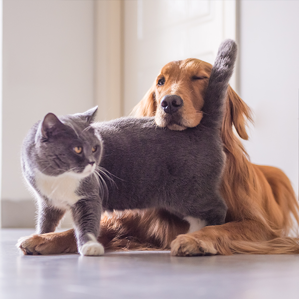 Almost Perfect Allergen Removal - Sharp Air Purifiers