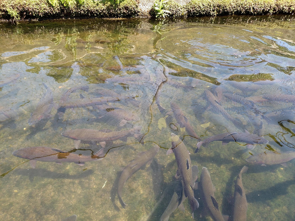 Some key information on Steelhead and Rainbow Trout