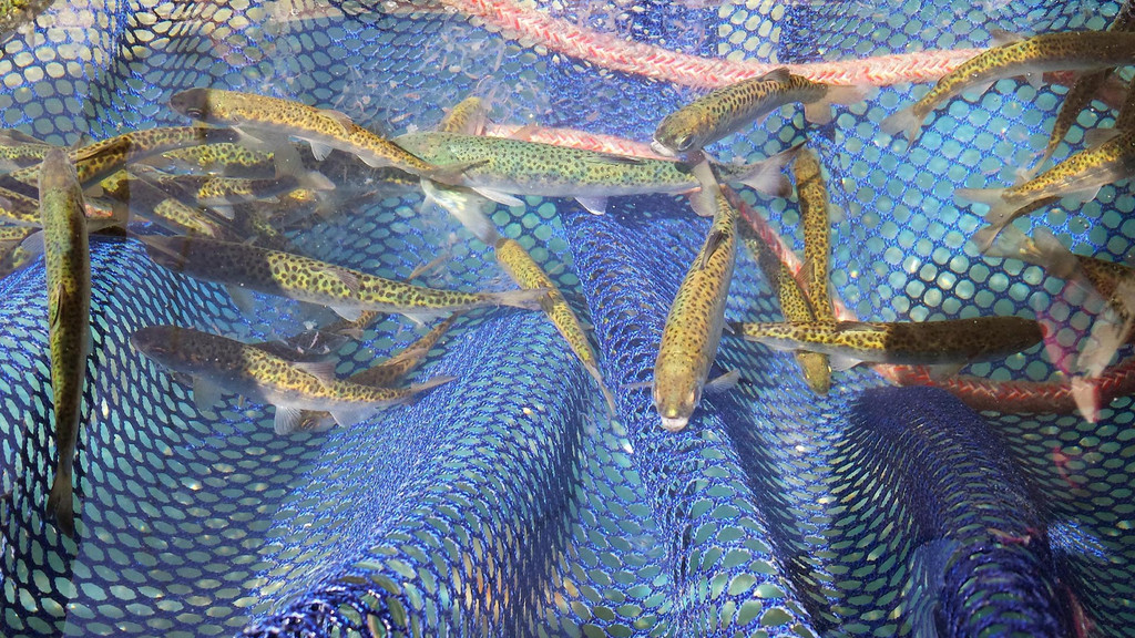 Artificial Intelligence could save declining Salmon populations