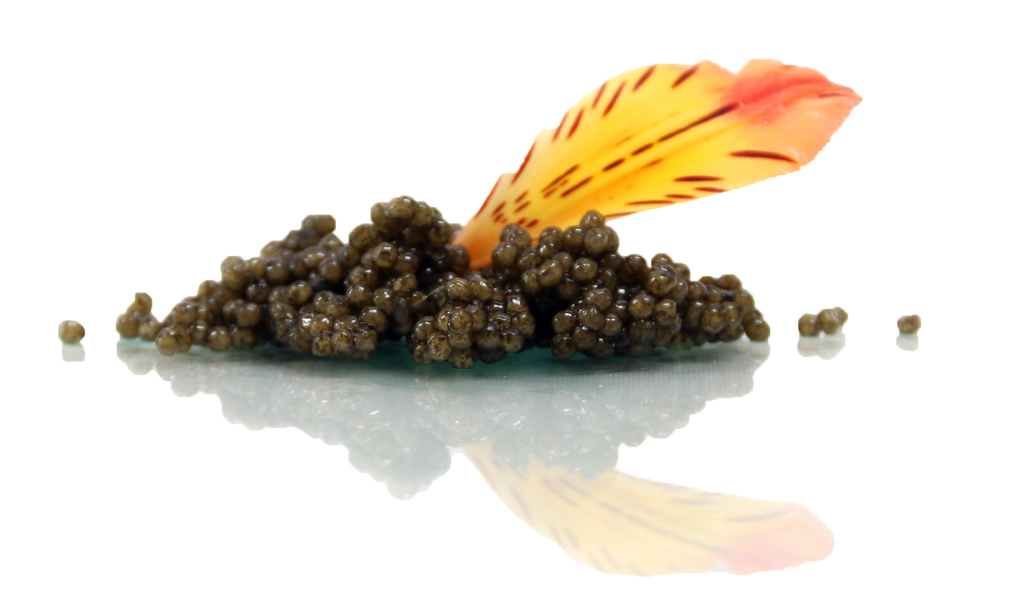 Caviar Deals to Gobble Up This Thanksgiving