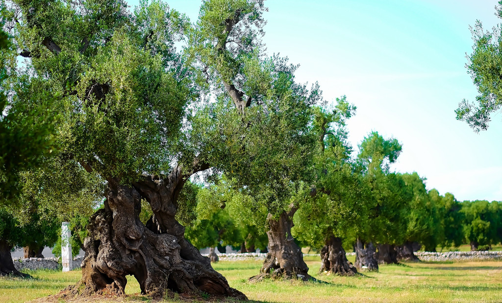 Scientists Race to Save Italy's Dying Olive Trees