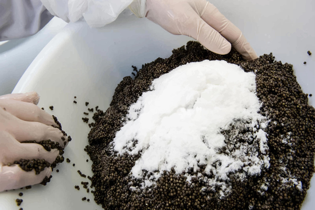 What are the processing methods used to cure and preserve caviar?