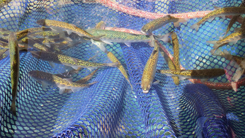 Artificial Intelligence could save declining Salmon populations
