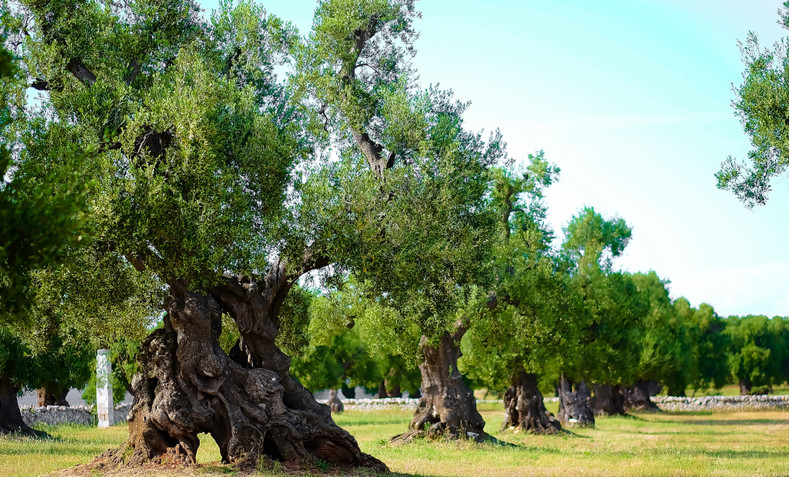 Scientists Race to Save Italy's Dying Olive Trees