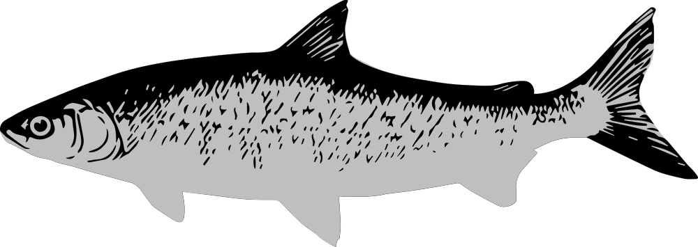 caviarstar-whitefish-black-3-med.jpg